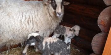 у різдвяній шопці