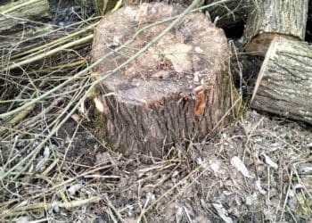 факти незаконної вирубки