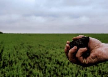 Державна земля: масштабна дерибанізація та безкарність