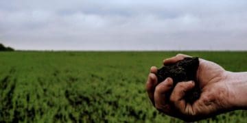 Державна земля: масштабна дерибанізація та безкарність