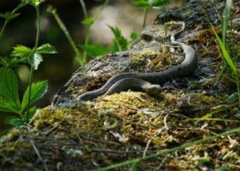 На Тернопільщині двоє людей постраждали від укусів змій