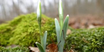 перші підсніжники
