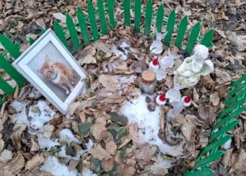 Люди зробили незаконний цвинтар домашніх тварин під Тернополем