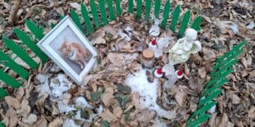 Люди зробили незаконний цвинтар домашніх тварин під Тернополем