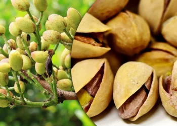 Як виростити фісташку з горіха й отримати врожай