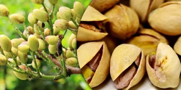 Як виростити фісташку з горіха й отримати врожай