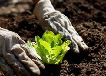 Посівний календар на березень 2025: що і коли сіяти на городі і в саду