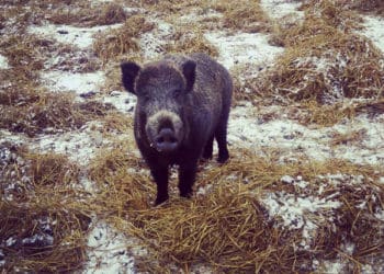 африканська чума свиней