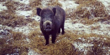 африканська чума свиней