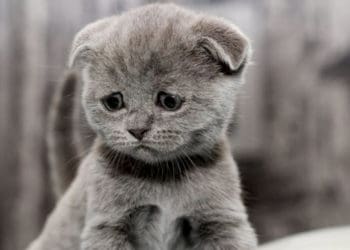 кому не можна заводити кота