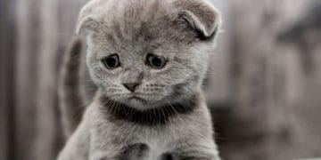 кому не можна заводити кота