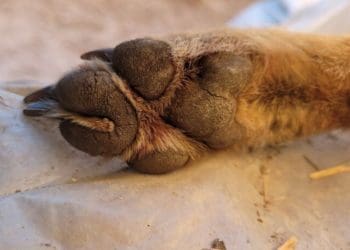 На Тернопільщині вперше виявили шакала