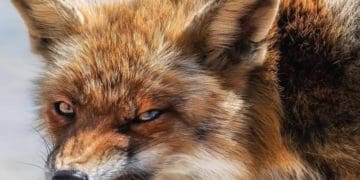 регулювання чисельності хижих тварин