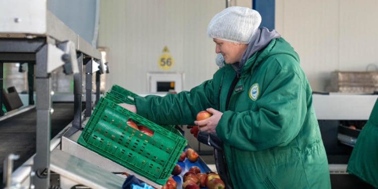 Господарство «Гадз» на Тернопільщині розширює площі садів та виробництво