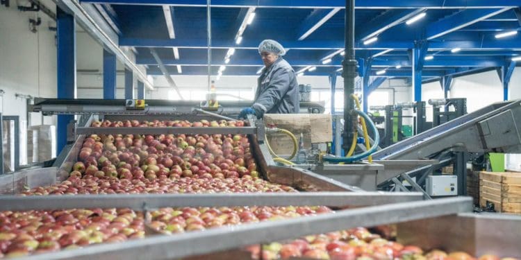 Господарство «Гадз» на Тернопільщині розширює площі садів та виробництво