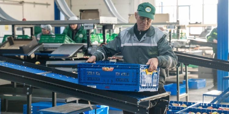 Господарство «Гадз» на Тернопільщині розширює площі садів та виробництво