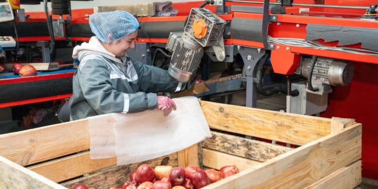 Господарство «Гадз» на Тернопільщині розширює площі садів та виробництво