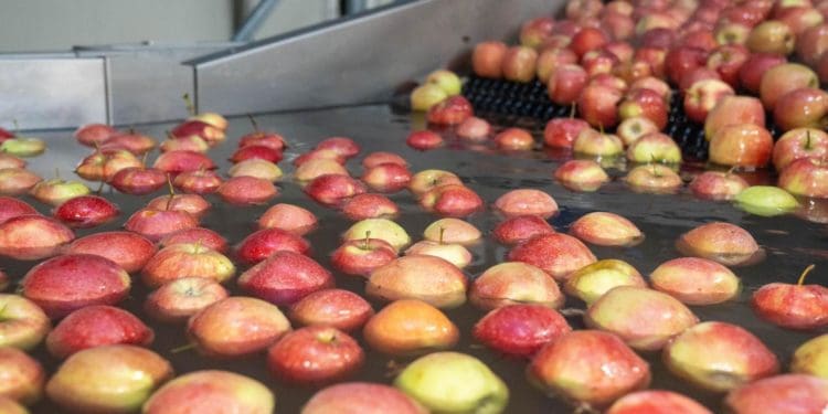 Господарство «Гадз» на Тернопільщині розширює площі садів та виробництво