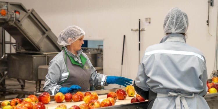 Господарство «Гадз» на Тернопільщині розширює площі садів та виробництво