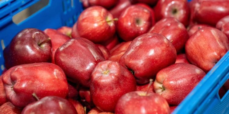 Господарство «Гадз» на Тернопільщині розширює площі садів та виробництво