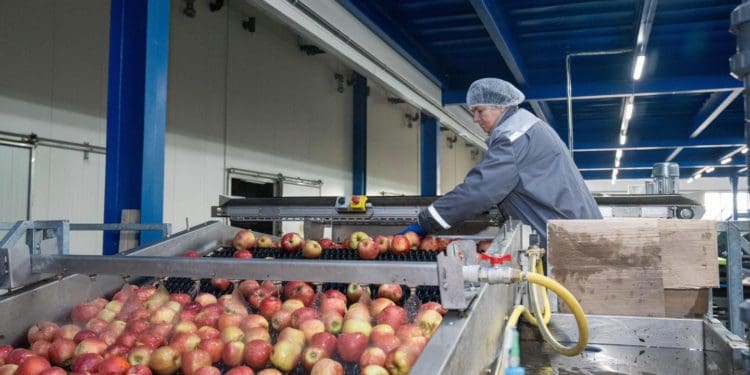 Господарство «Гадз» на Тернопільщині розширює площі садів та виробництво
