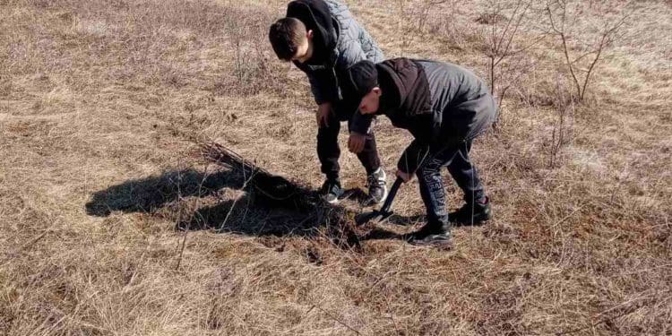 У Великогаївській громаді висадили тисячу саджанців чорного горіха