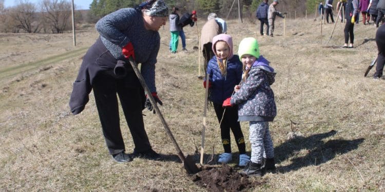 У Великогаївській громаді висадили тисячу саджанців чорного горіха
