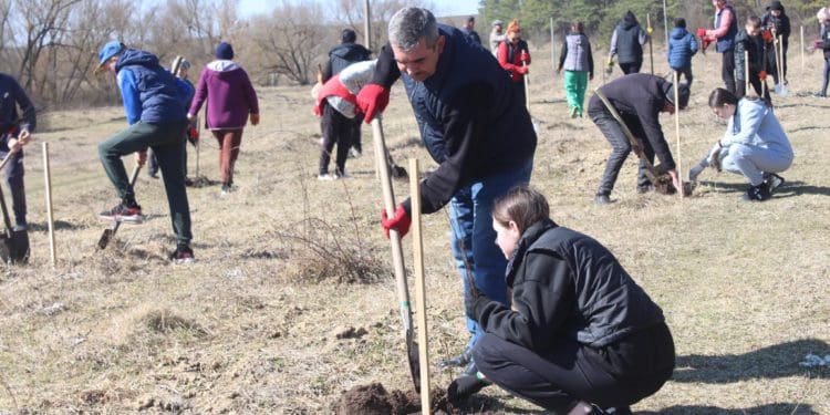 У Великогаївській громаді висадили тисячу саджанців чорного горіха