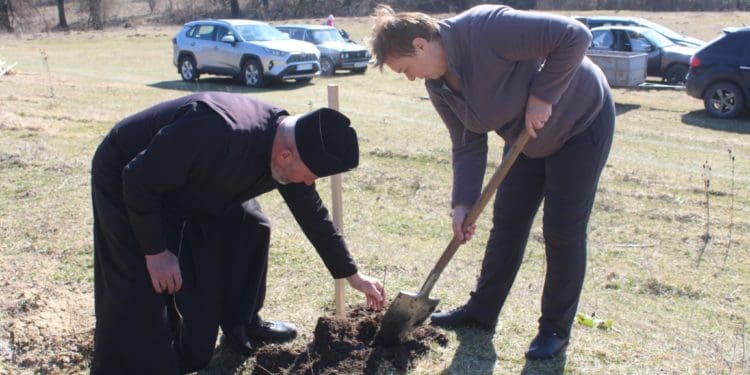 У Великогаївській громаді висадили тисячу саджанців чорного горіха