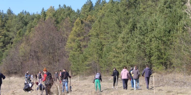 У Великогаївській громаді висадили тисячу саджанців чорного горіха