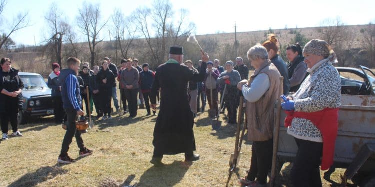 У Великогаївській громаді висадили тисячу саджанців чорного горіха