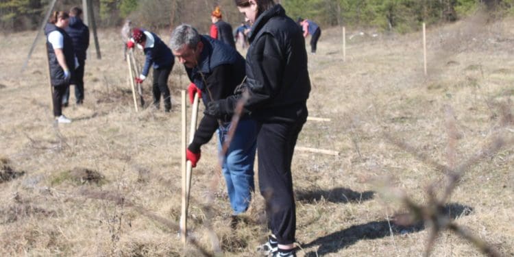 У Великогаївській громаді висадили тисячу саджанців чорного горіха