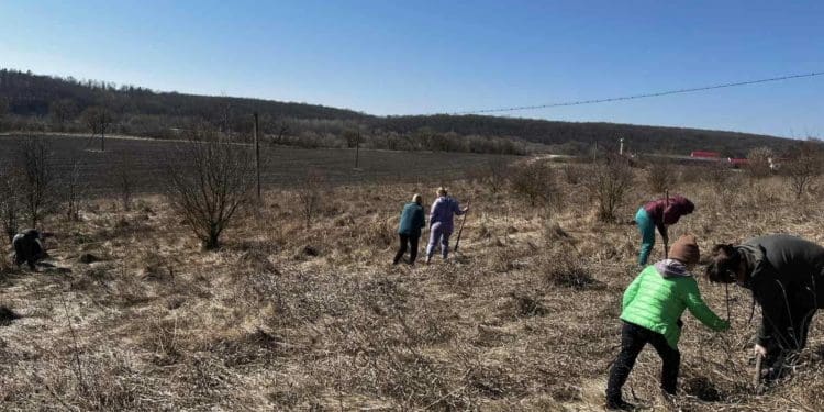 У Великогаївській громаді висадили тисячу саджанців чорного горіха