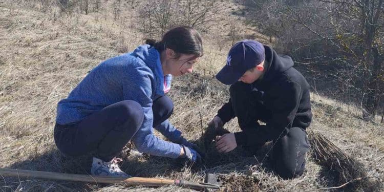 У Великогаївській громаді висадили тисячу саджанців чорного горіха