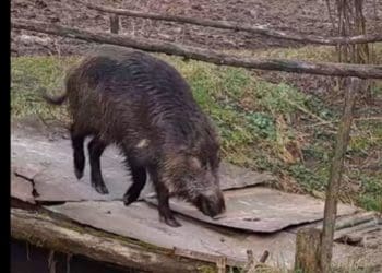 дикі кабани