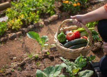 що посадити в серпні