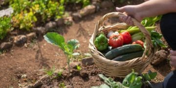 що посадити в серпні