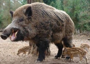На Тернопільщині зафіксували спалах африканської чуми свиней серед диких кабанів