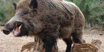 На Тернопільщині зафіксували спалах африканської чуми свиней серед диких кабанів