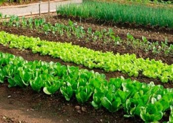 Які холодостійкі культури варто передусім садити навесні