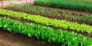 Які холодостійкі культури варто передусім садити навесні