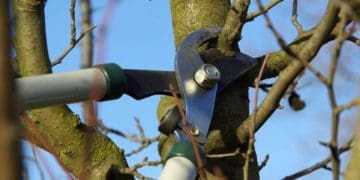 Терміни та типи весняної обрізки плодових