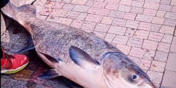 В Тернопільському озері спіймали “монстра”