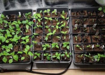 Пікірування чи пересадка: у чому різниця і що краще обрати для вашої розсади