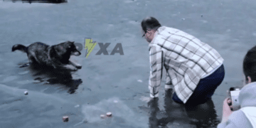 У Тернополі на озері чоловік витягнув собаку з крижаного полону