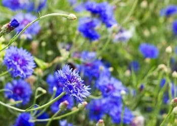 Як позбутися попелиці на плодових деревах без хімії: природний метод