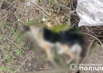 В Теребовлі чоловік убив собаку сусідки