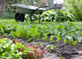 садити городину