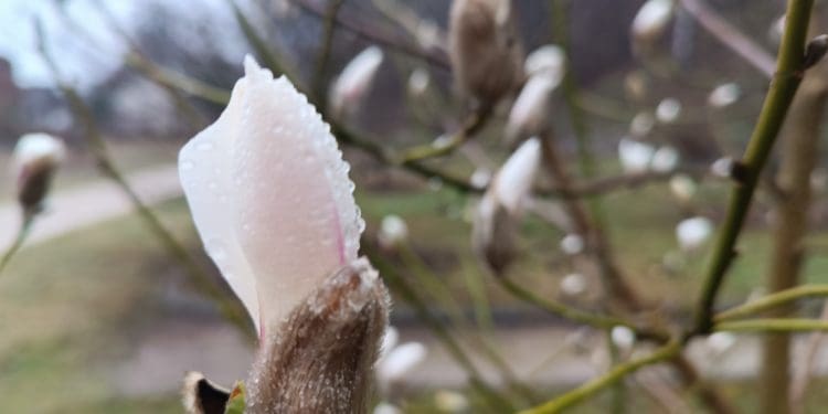 У ботанічному саду на Тернопільщині починає квітнути магнолія Біонді