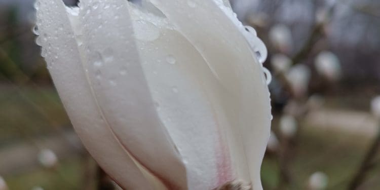 У ботанічному саду на Тернопільщині починає квітнути магнолія Біонді